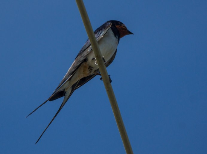 Tachycineta euchrysea