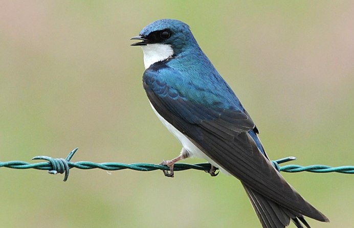 Деревенская Ласточка – Hirundo Rustica