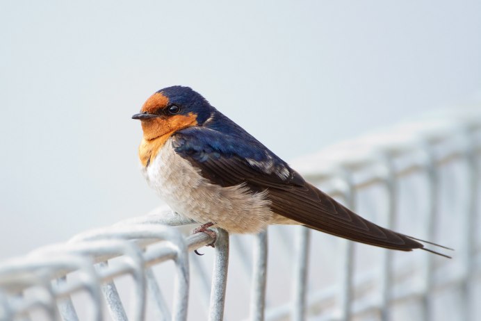 Swallow Ласточка