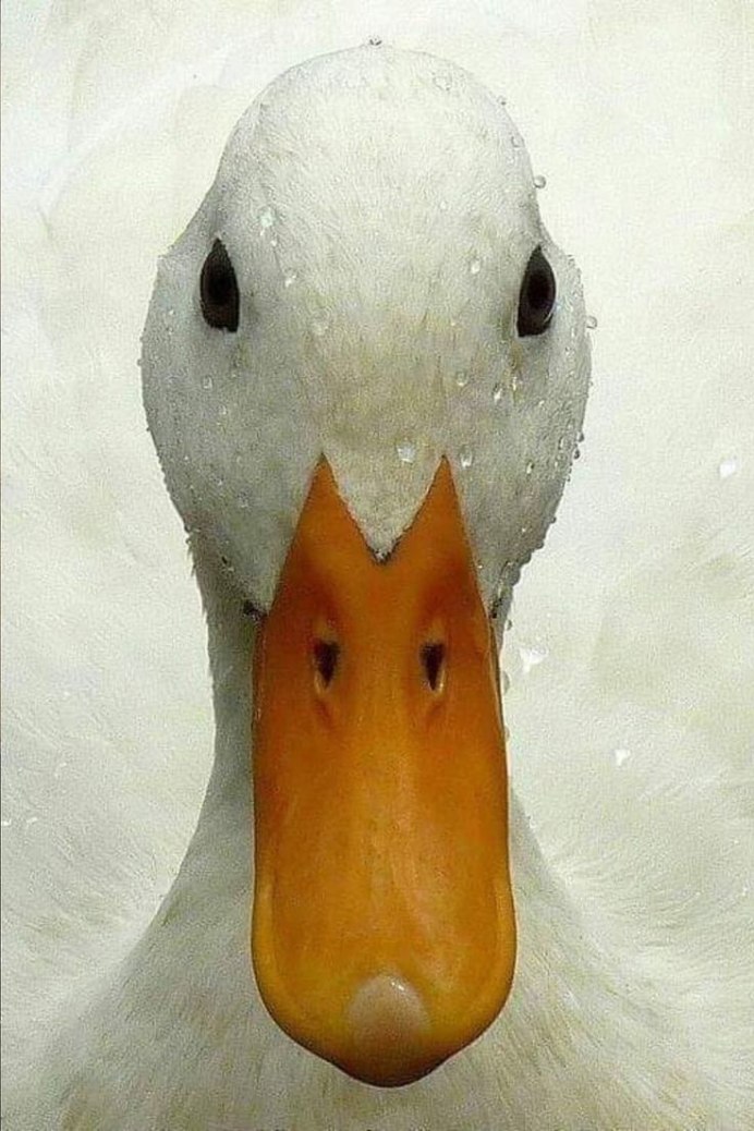 Гусеобразные клюв