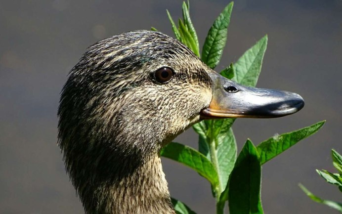 Клюв селезня