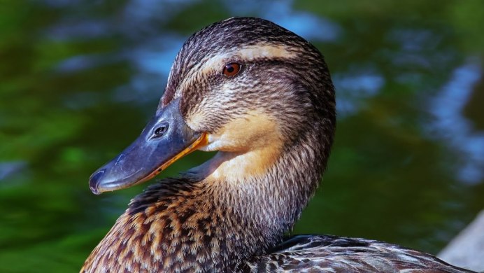 Клювы домашних птиц