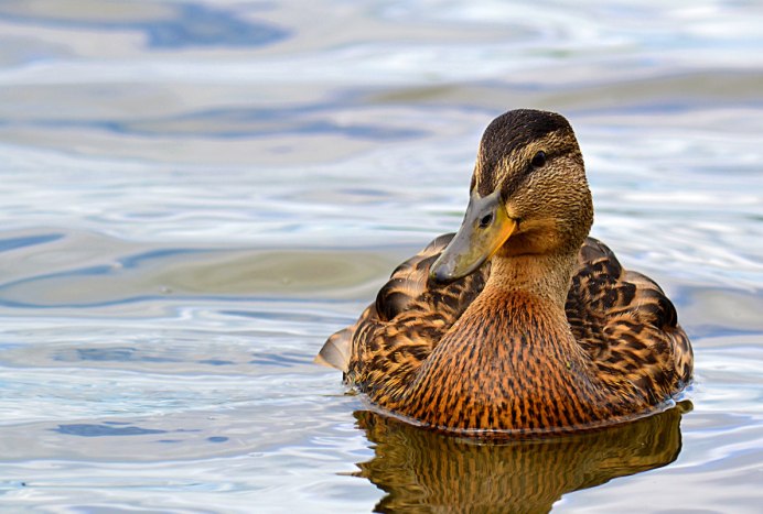 Водоплавающие птицы кряква
