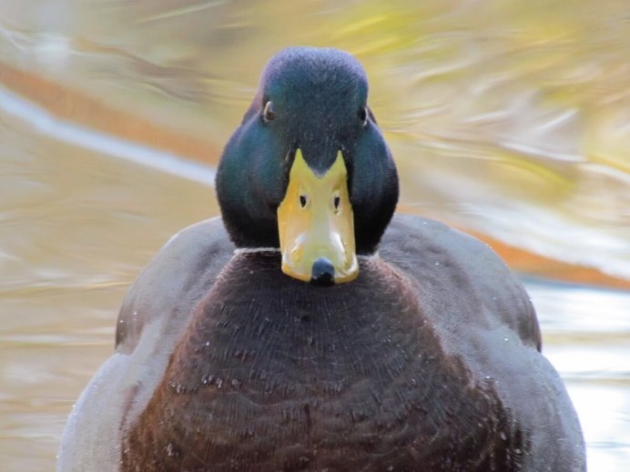 Селезень утки анфас