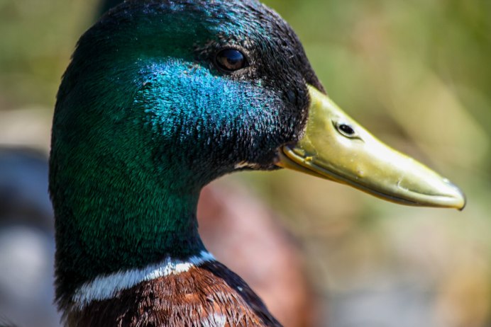 Морда утки