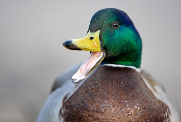 Утки в анфас