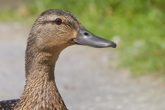 Клюв селезня