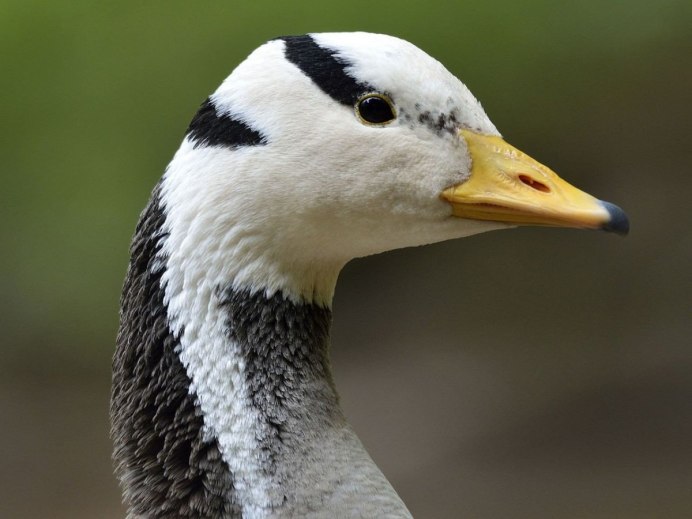 Клюв селезня