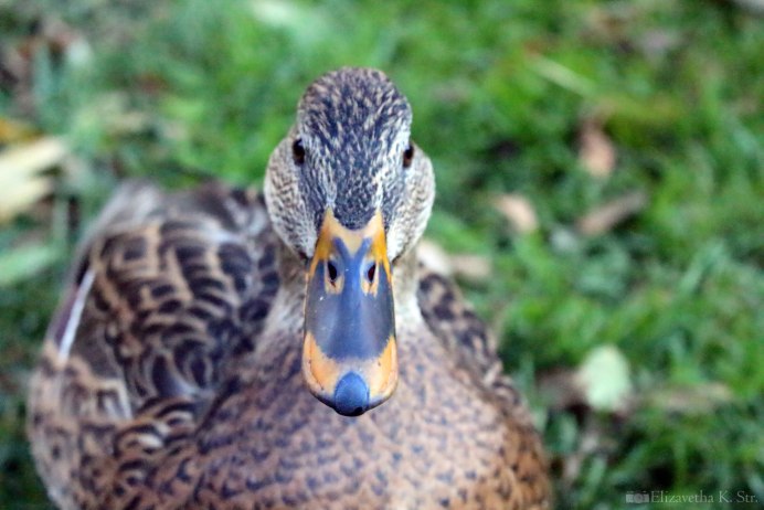 Клюв утки анфас