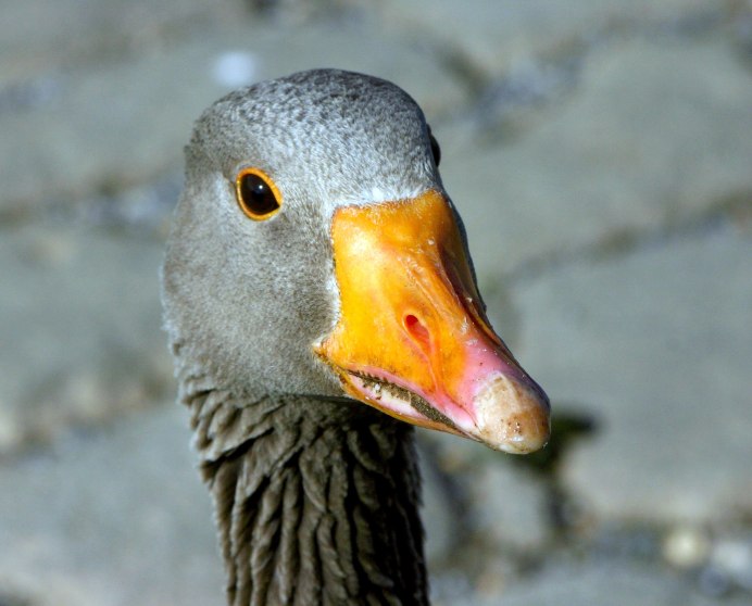 «Водоплавающие птицы Байкала», Скрябин