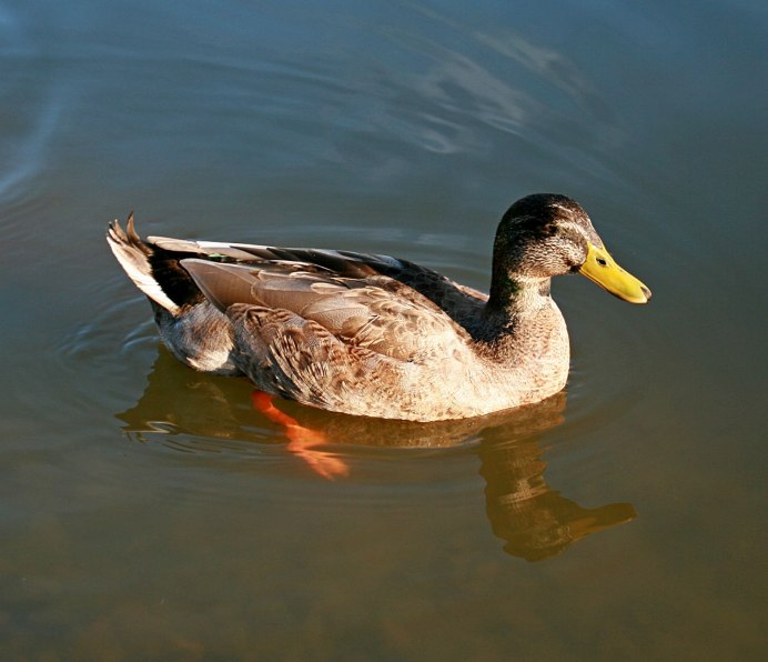 Уточка кряква