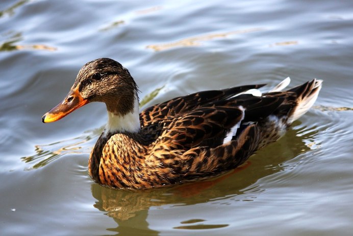 Утки на воде
