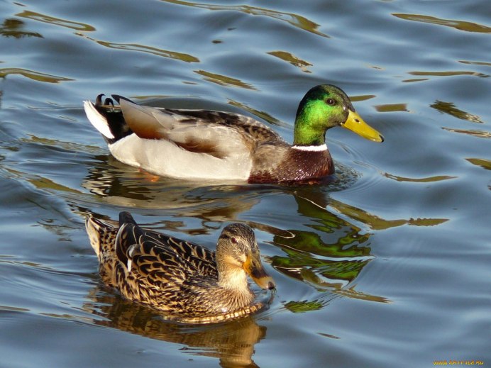 Голова утки