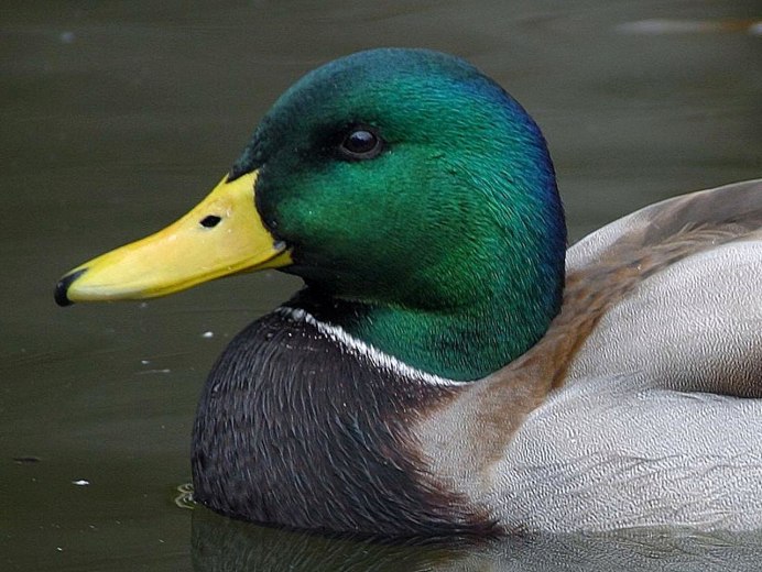 Живые утята утки