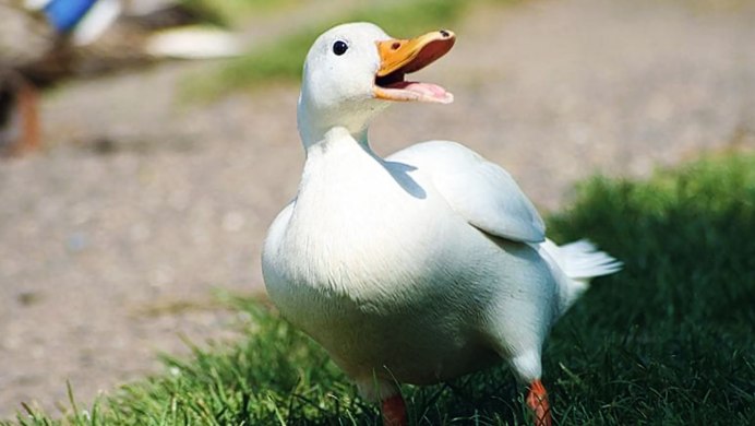 Свистунклюв гусяок утка