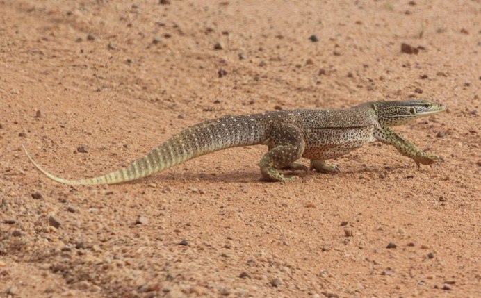 Varanus Panoptes