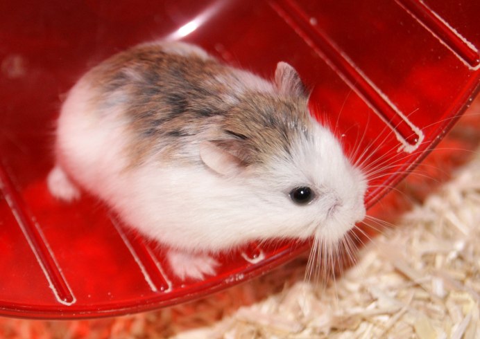 Американский питомник River Road Hamster