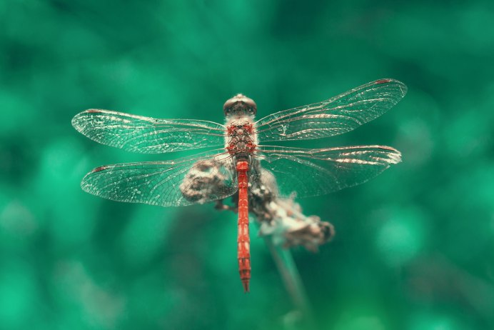 Стрекоза плоская Libellula depressa