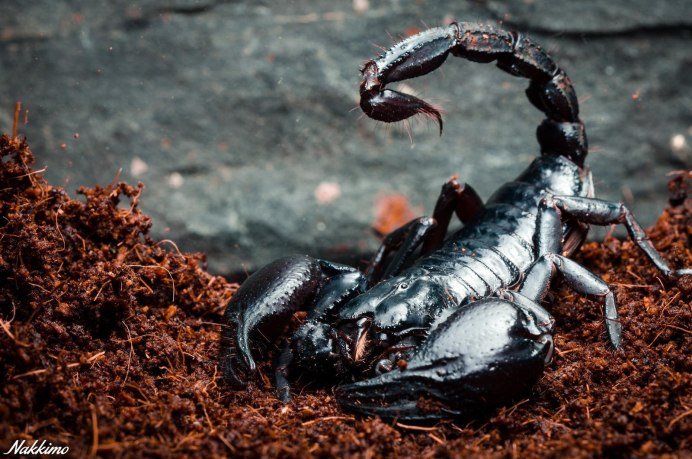 Водяной Скорпион NEPA cinerea