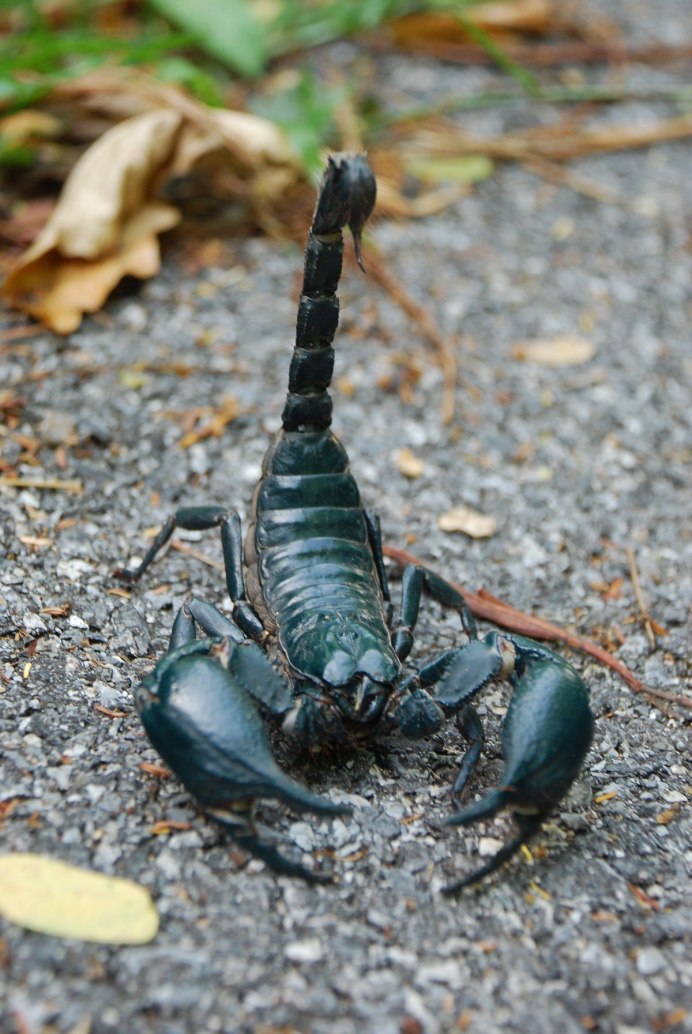 NEPA cinerea (обыкновенный водяной Скорпион)