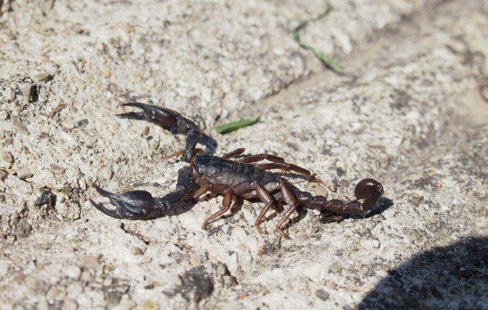 Opistophthalmus glabrifrons
