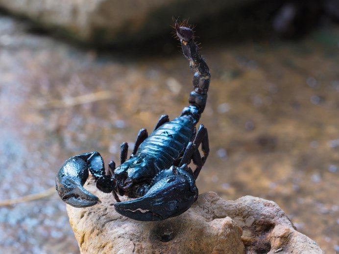 NEPA cinerea (обыкновенный водяной Скорпион)