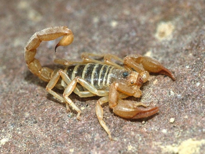 Скорпион Chactidae