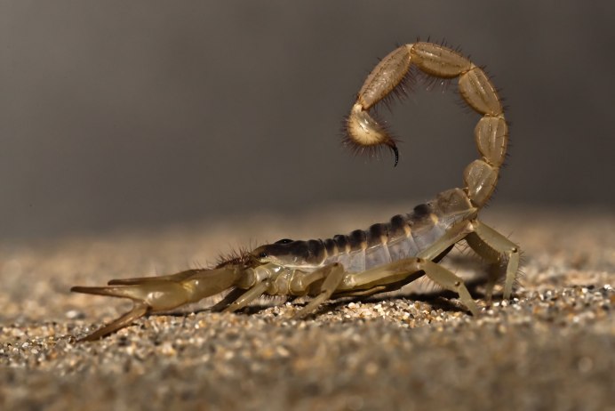 NEPA cinerea (обыкновенный водяной Скорпион)