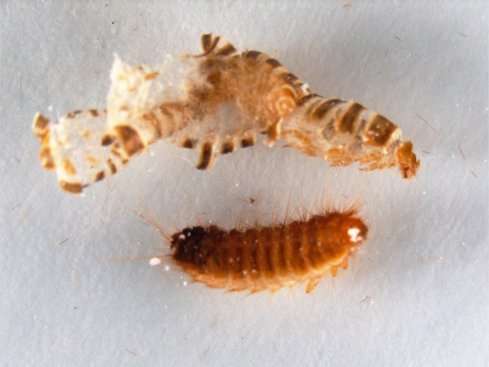 Brown Carpet Beetle Larva