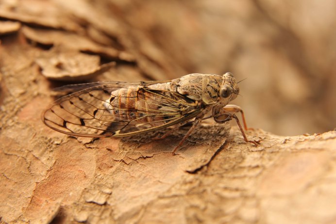 (Lacanobia oleracea куколка