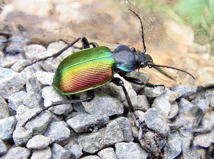 Семейство Osmylidae
