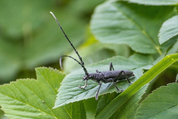 Водяной паук Argyroneta Aquatica