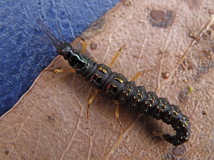 Argyroneta Aquatica