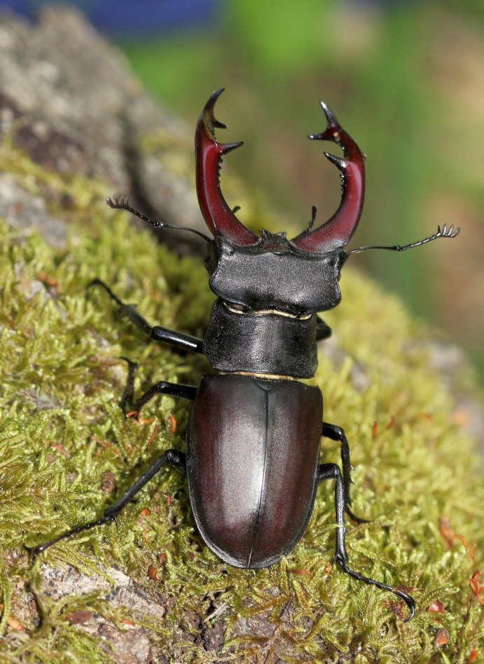 Lepisma saccharina
