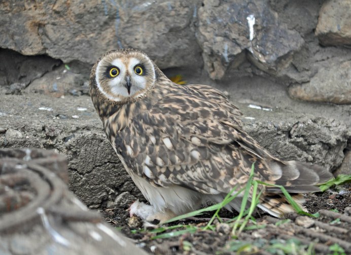 ASIO flammeus