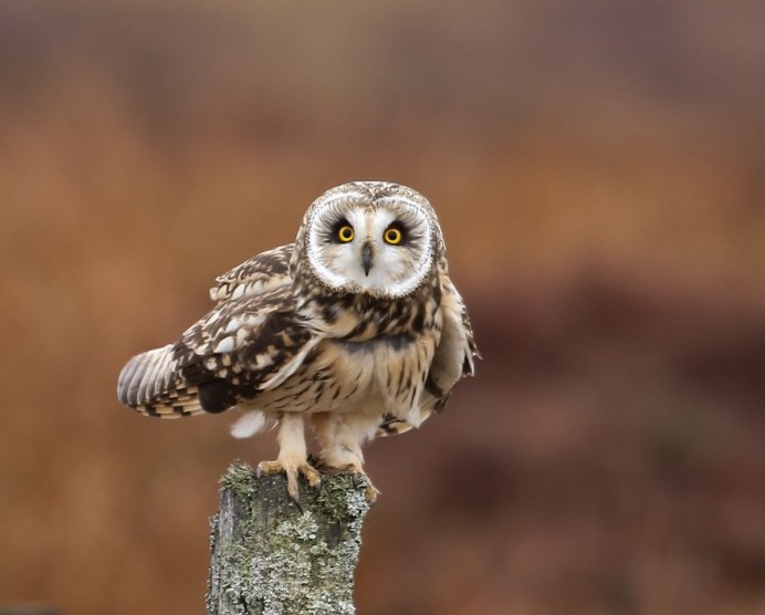 Болотная Сова (ASIO flammeus)