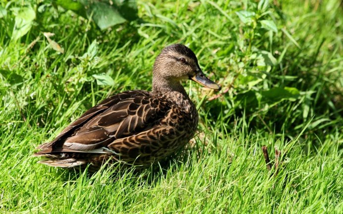 Индоутка голубой Фаворит