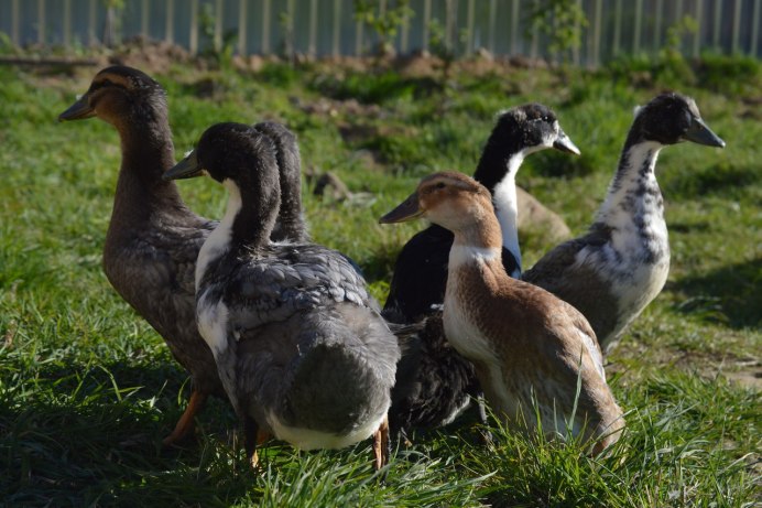 Гибрид утки и индюка