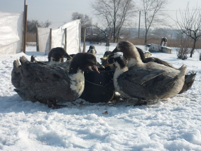 Утка Башкирская белогрудая
