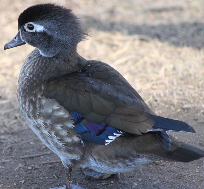 Утка с прической