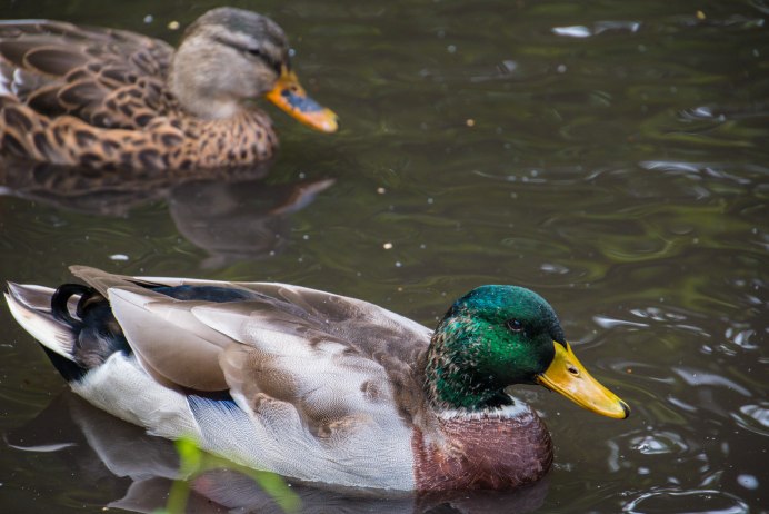 Утка кряква клюв