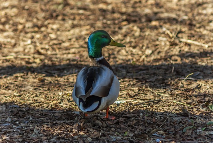 Породы уток кряква