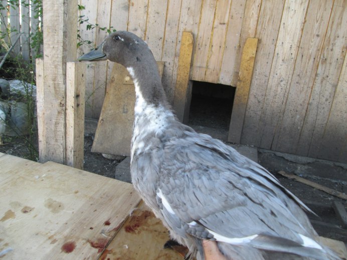 Утята порода голубой Фаворит