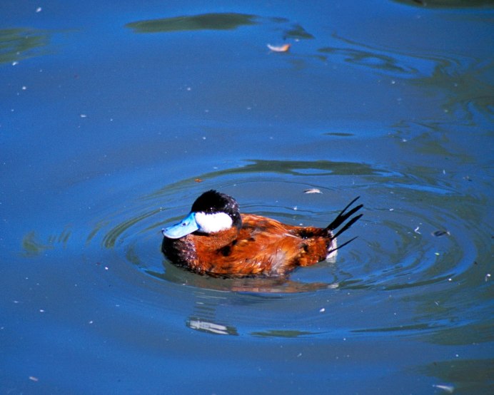 Огарь кряква гибрид