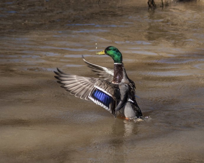 Утки темп фото