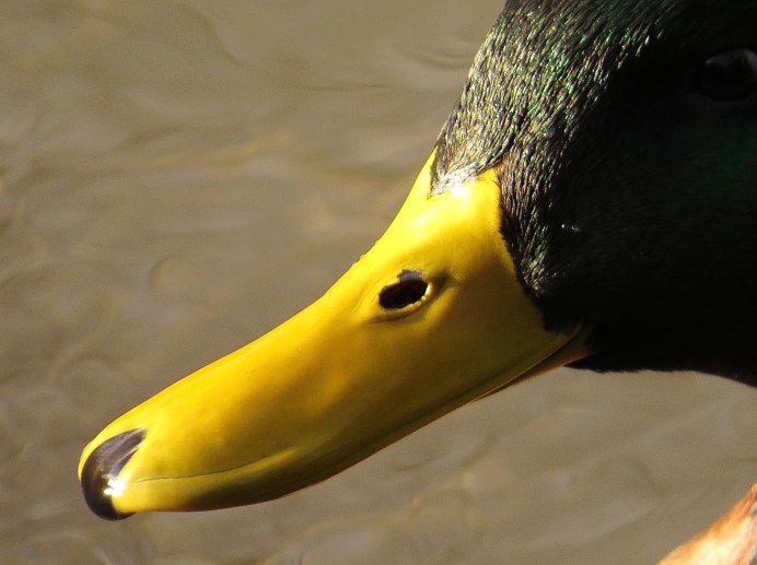 Утка кряква еда