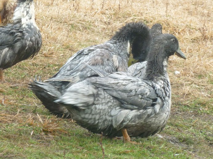 Утки породы голубой Фаворит