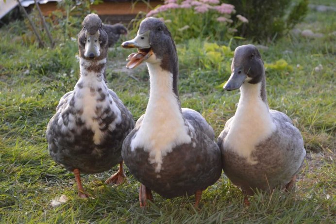 Утята голубой Фаворит