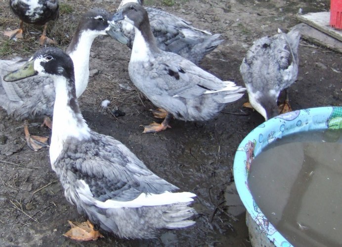 Утка-Гусь Фаворит