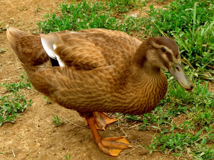 Утка поедающая утку